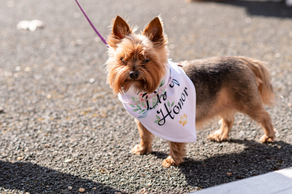 Wedding guest dog wearing a cute bandana, included in the relaxed celebration
